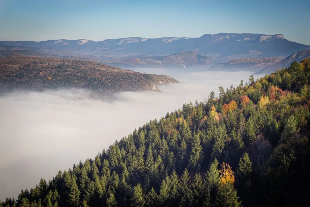 forest valley