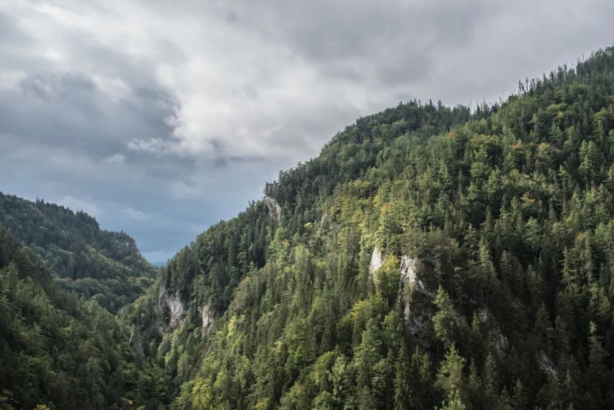 forest valley